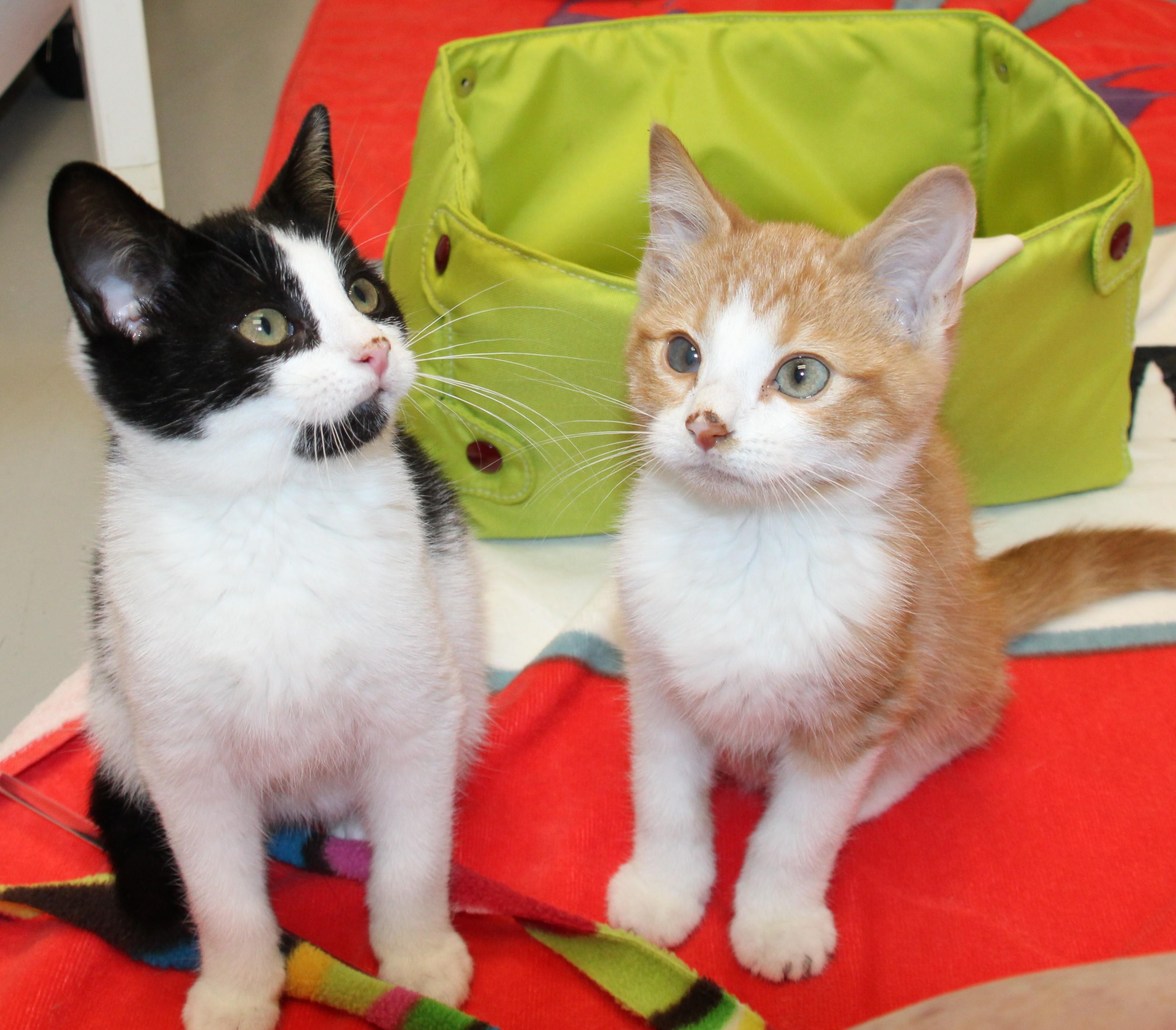 Beaver and Mouse/available only as a pair