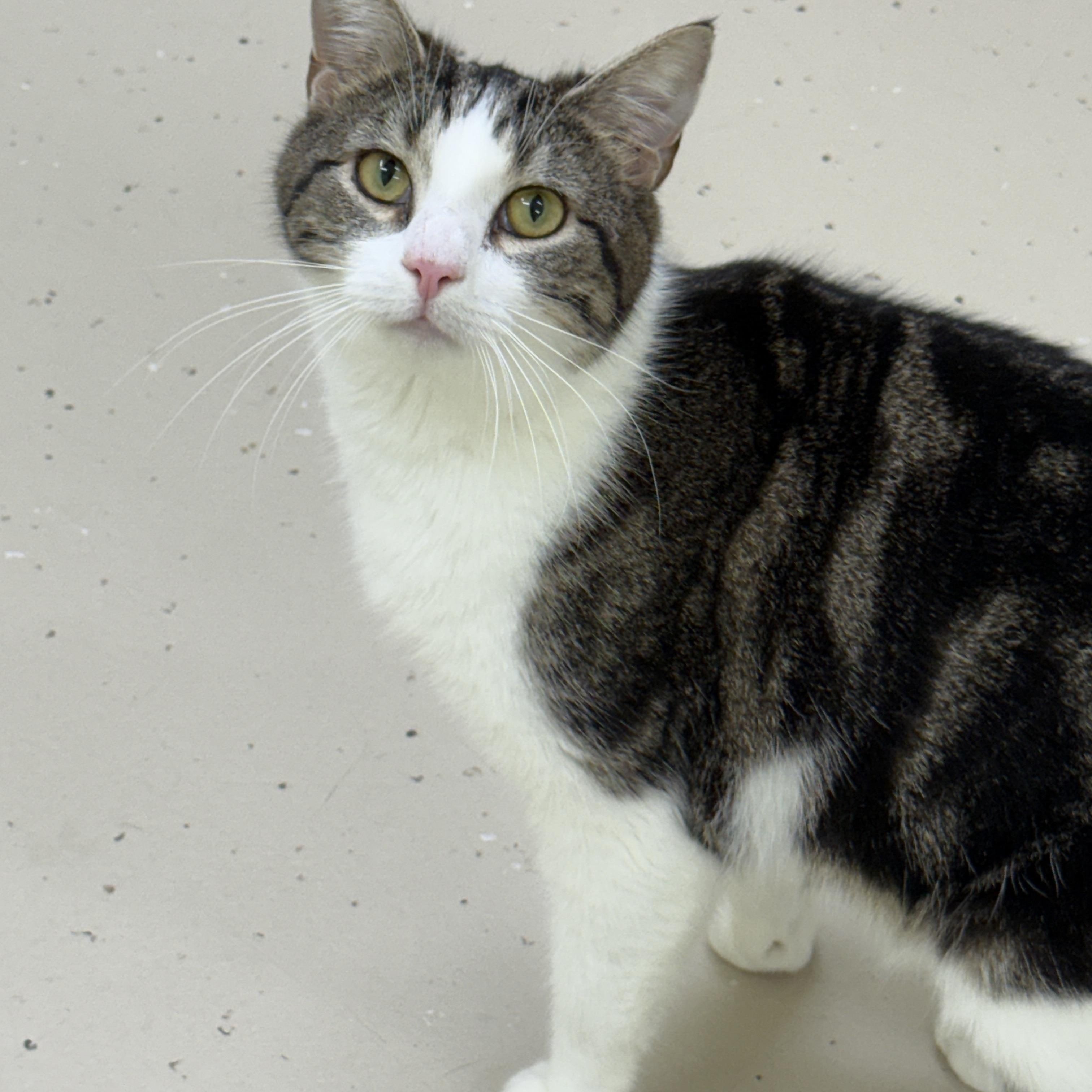 Bruce, ADOPTABLE, Adult Male Domestic Short Hair.