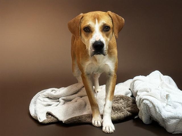 HOLLY, Adoptable, Young Female Harrier & Mixed Breed.