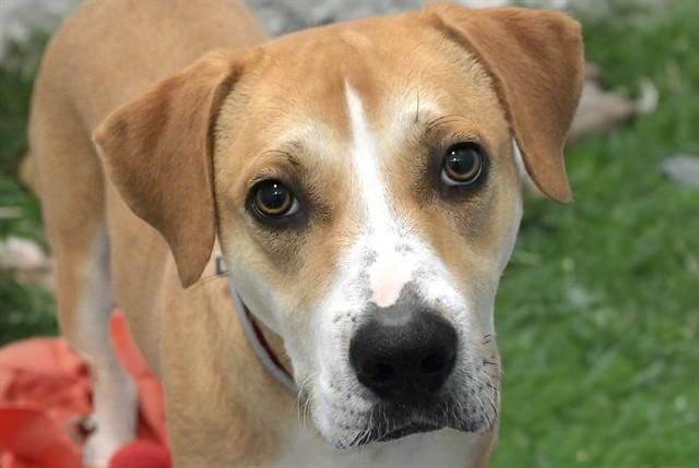 HOLLY, Adoptable, Young Female Harrier & Mixed Breed.