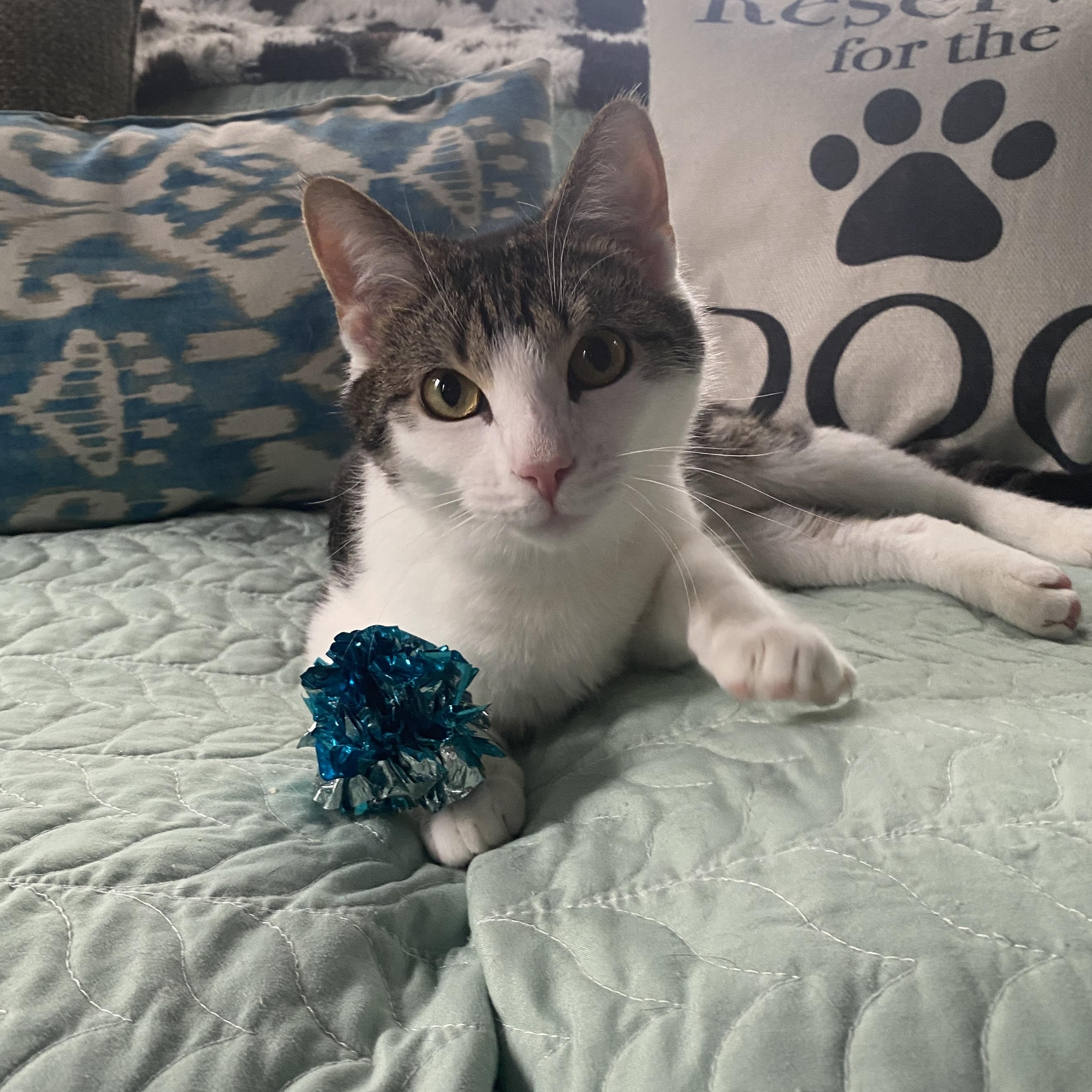 Enlarge Boysenberry At Avon Petco!!, an adopted Domestic Short Hair in Elyria, OH image 1/6