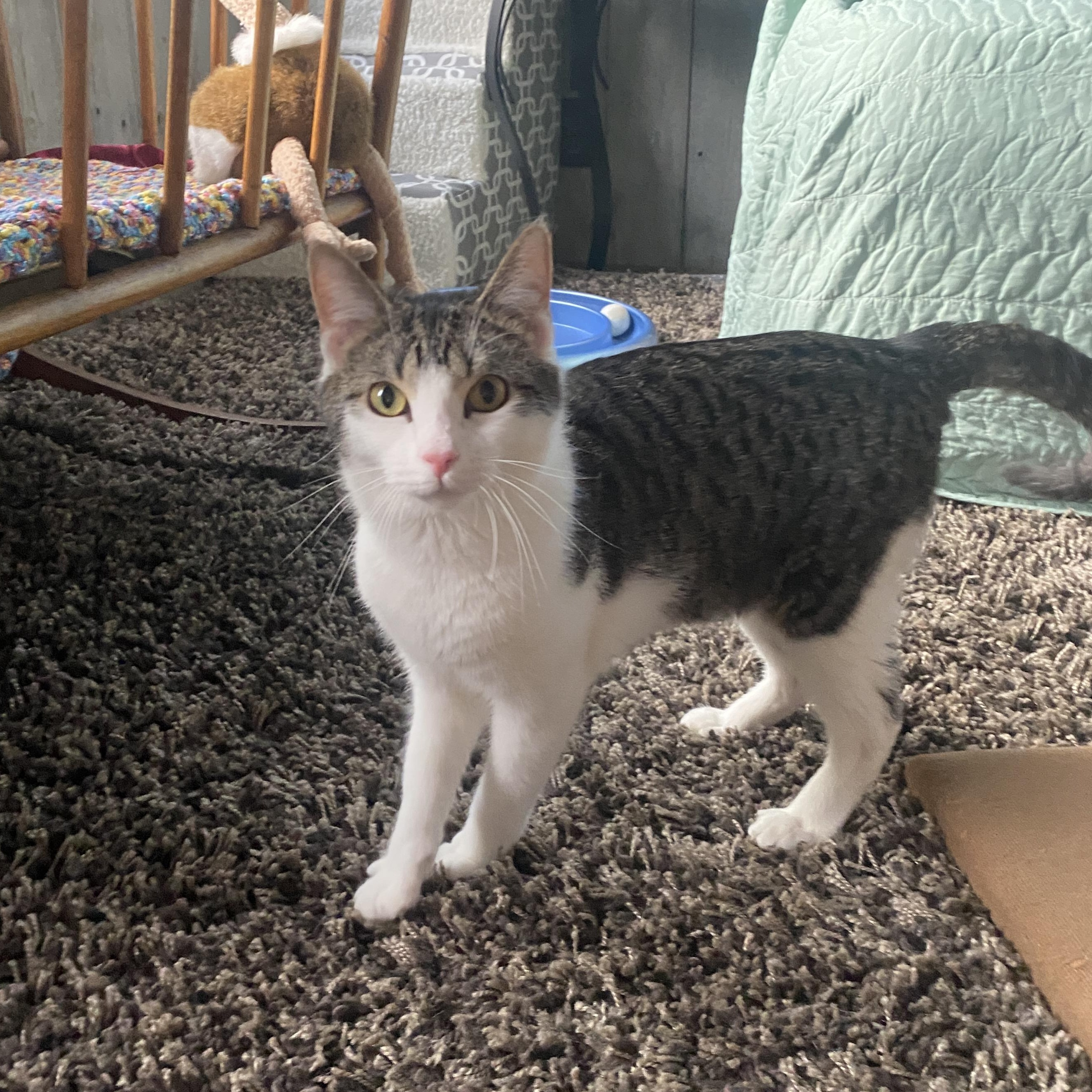 Enlarge Boysenberry At Avon Petco!!, an adopted Domestic Short Hair in Elyria, OH image 6/6