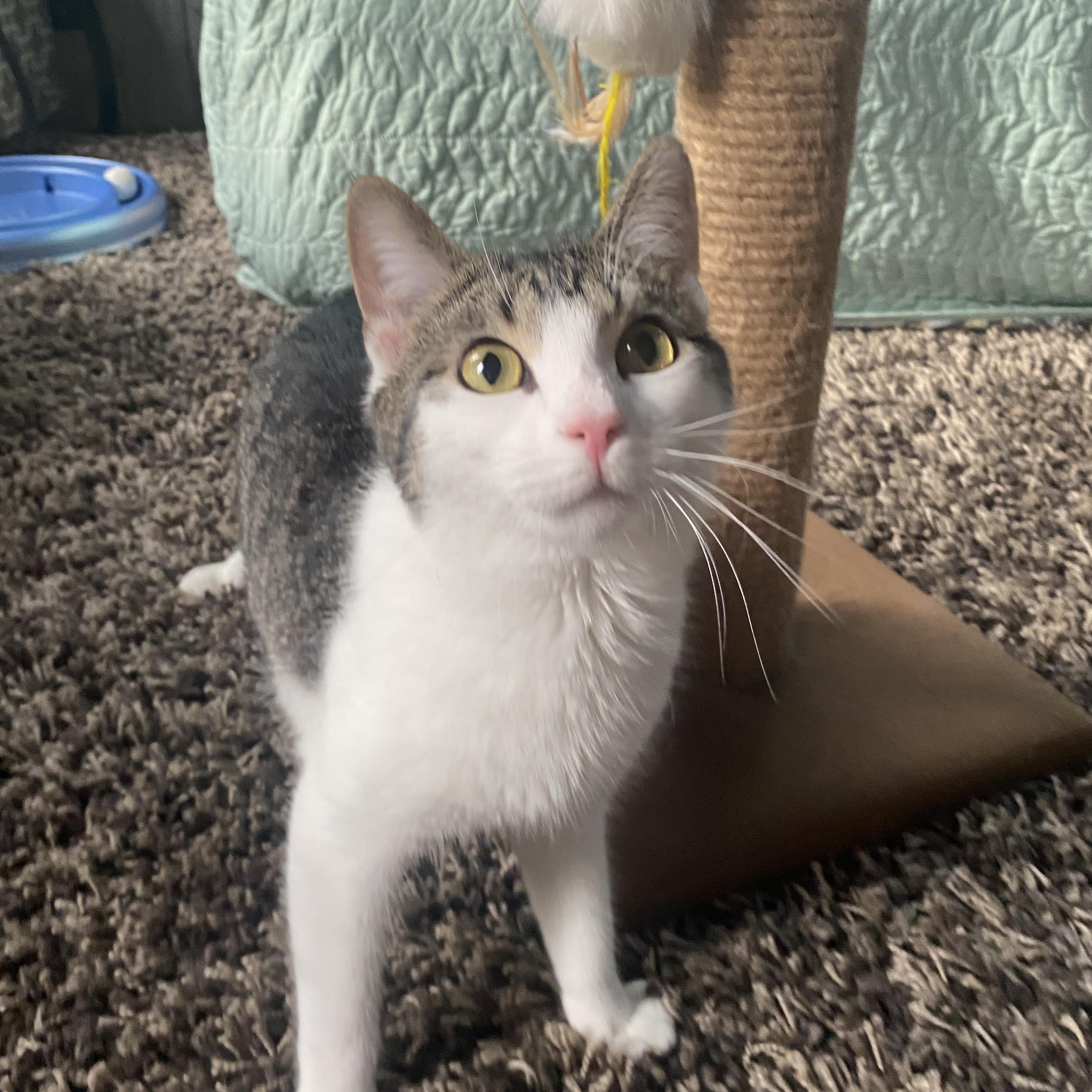 Enlarge Boysenberry At Avon Petco!!, an adopted Domestic Short Hair in Elyria, OH image 2/6