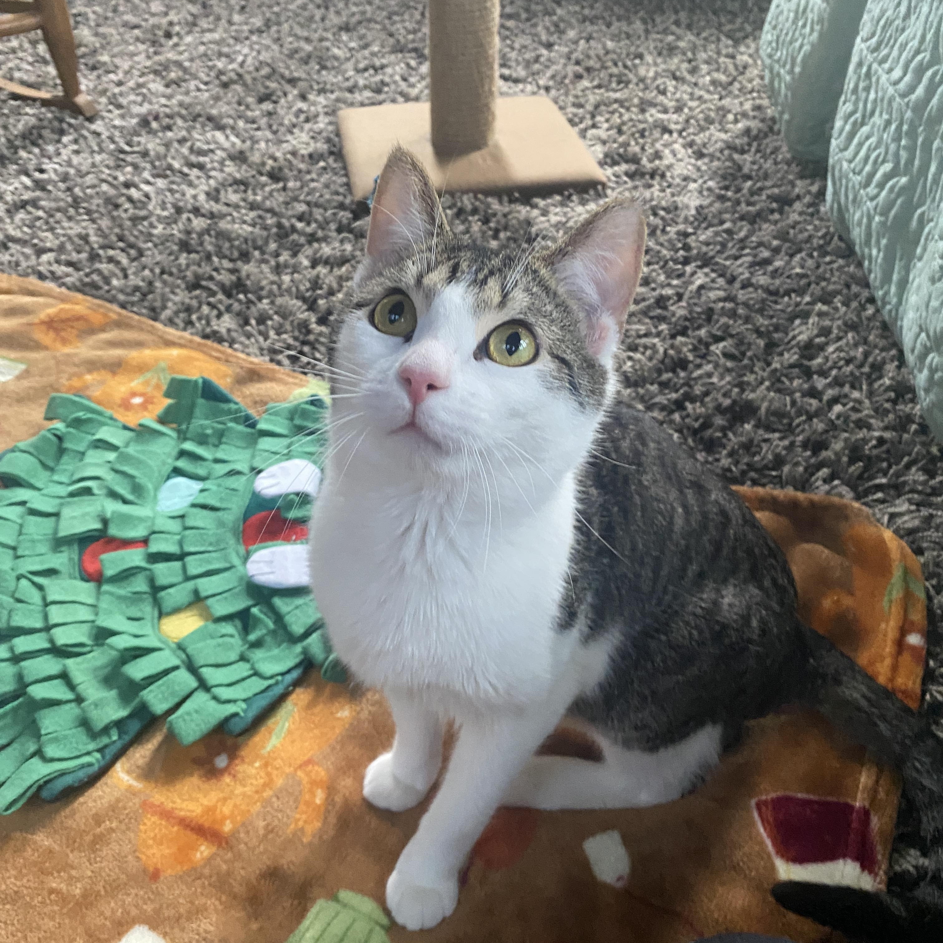 Enlarge Boysenberry At Avon Petco!!, an adopted Domestic Short Hair in Elyria, OH image 3/6