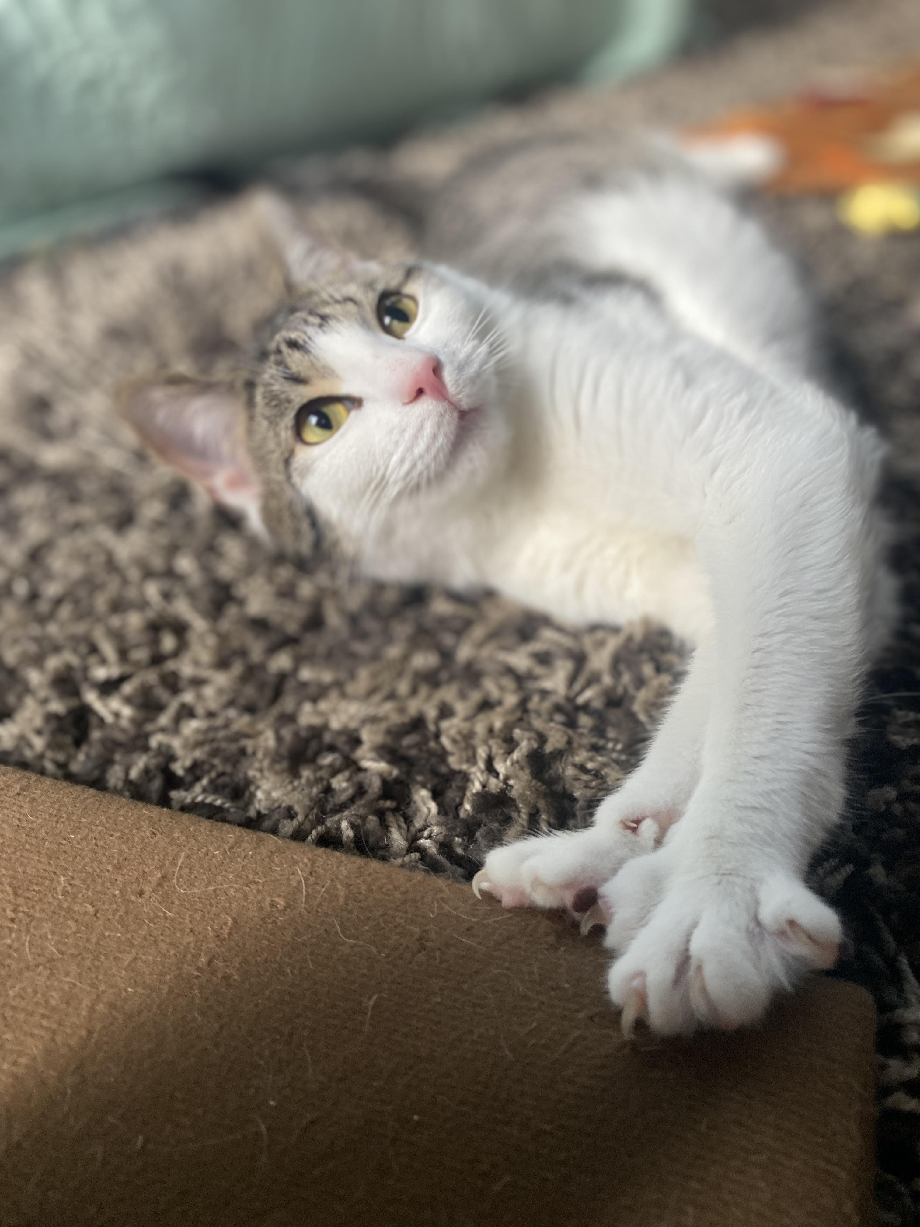 Enlarge Boysenberry At Avon Petco!!, an adopted Domestic Short Hair in Elyria, OH image 5/6