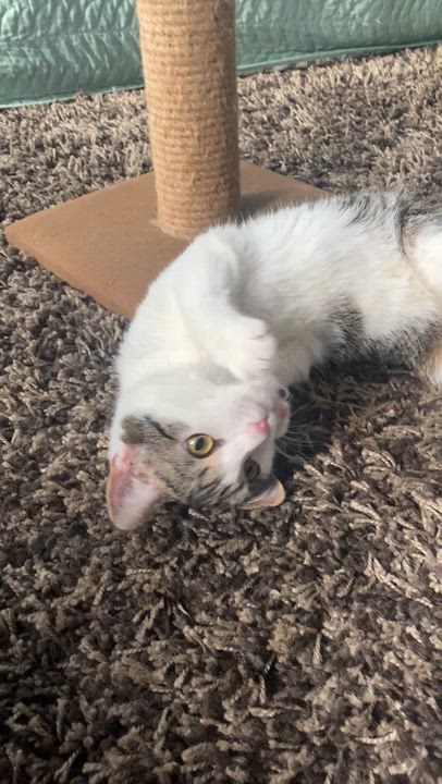Enlarge Boysenberry At Avon Petco!!, an adopted Domestic Short Hair in Elyria, OH video 4/6