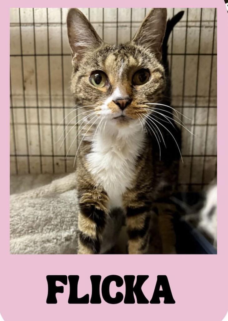 Flicka, Adoptable, Young Female Domestic Short Hair.