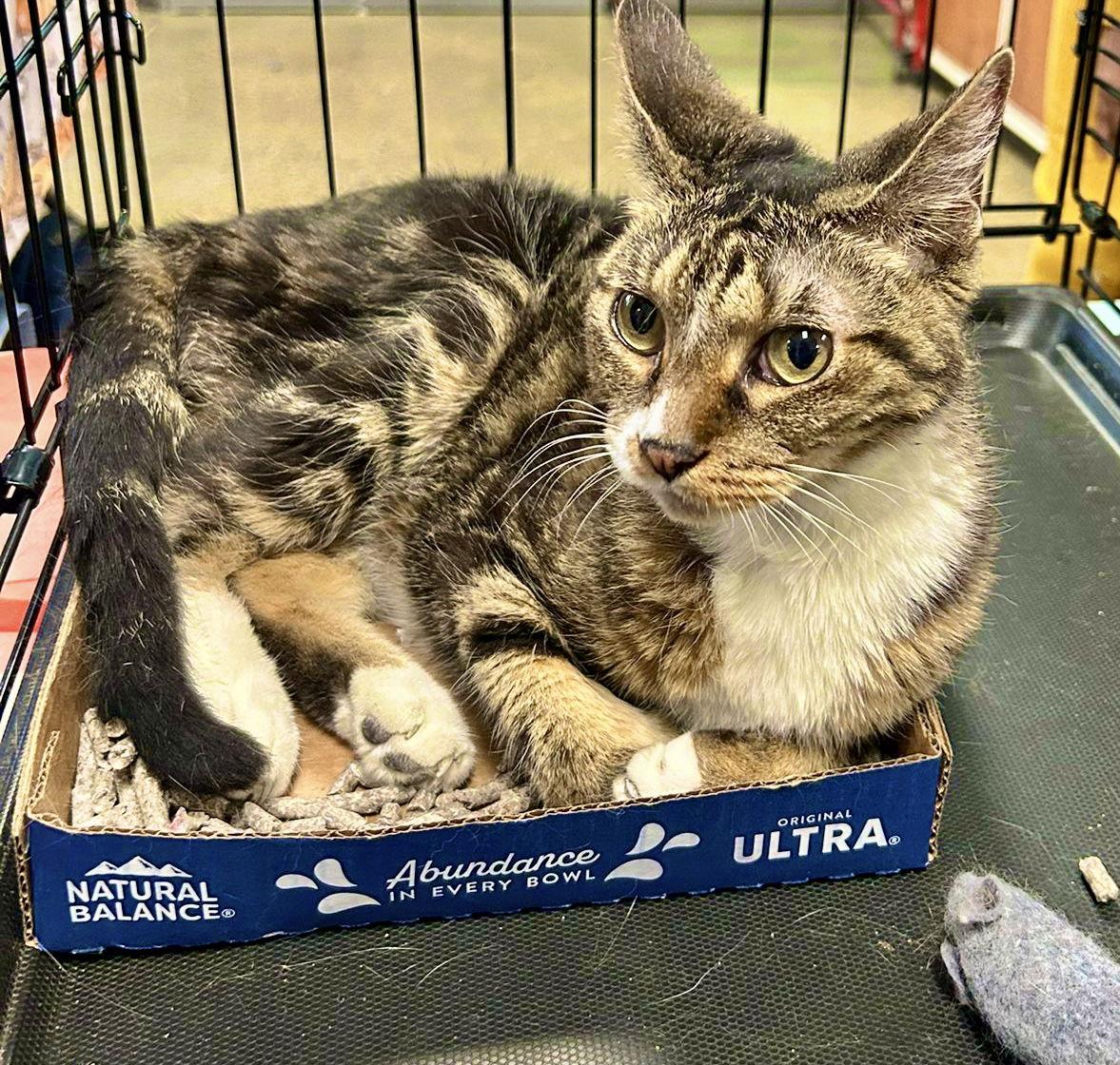 Enlarge Flicka, a Adoptable Domestic Short Hair in Brooklyn, NY image 2/3