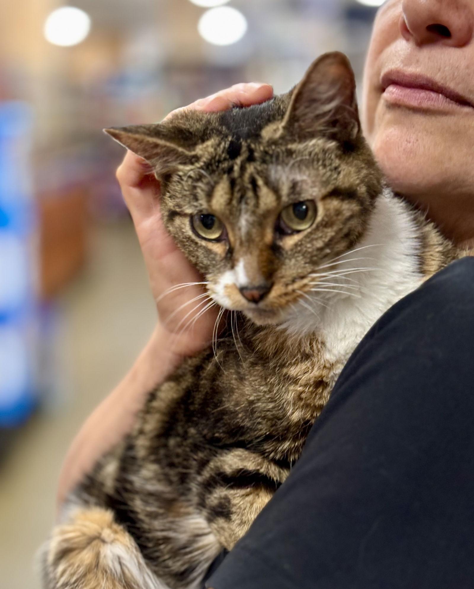 Enlarge Flicka, a Adoptable Domestic Short Hair in Brooklyn, NY image 3/3