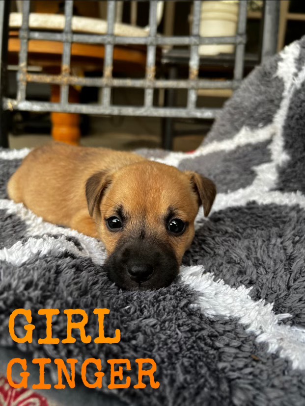 Gingerbread, Baby Female German Shepherd Dog