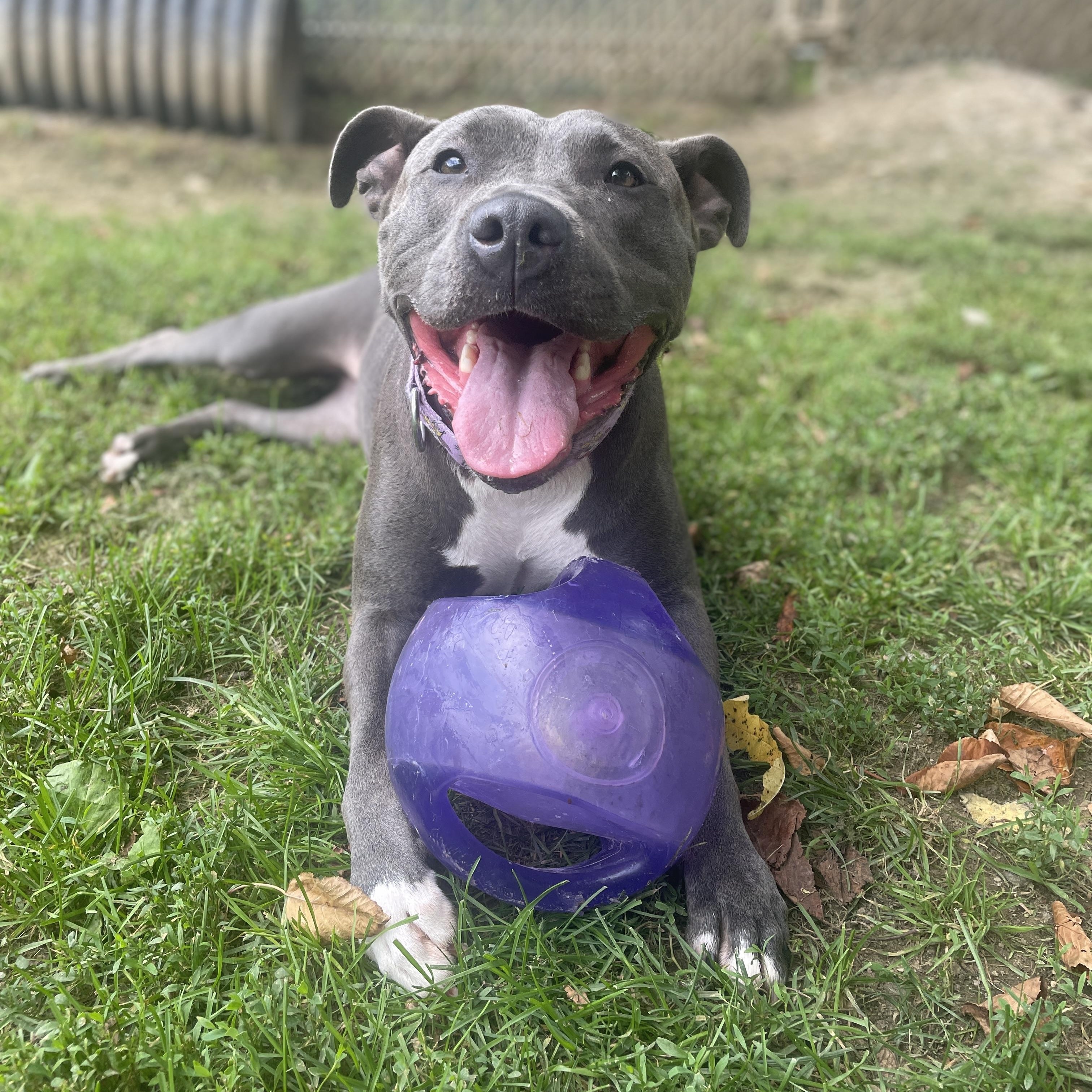 Ella, Adoptable, Adult Female Pit Bull Terrier.