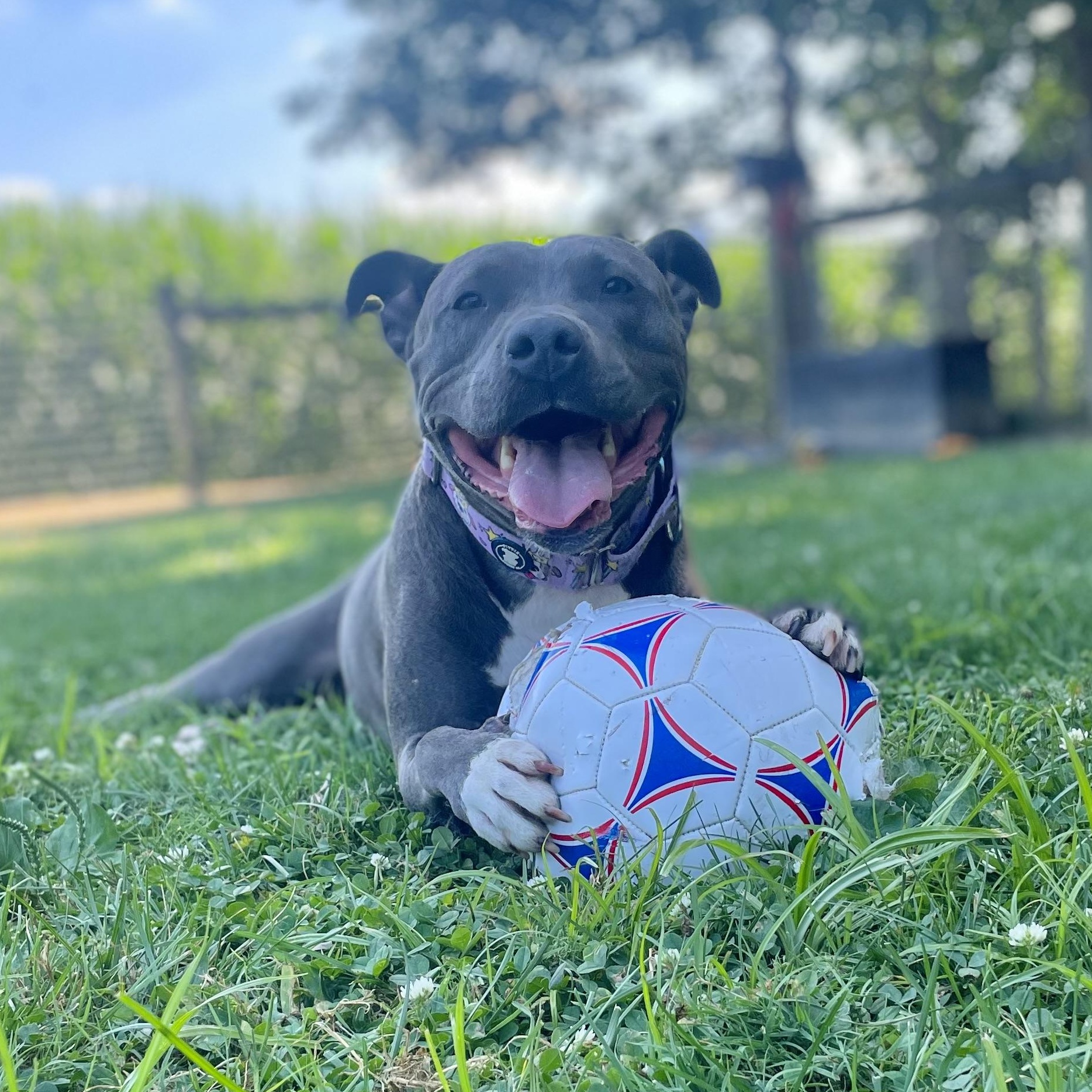 Ella, a Adoptable Pit Bull Terrier in Myerstown, PA image 1/6