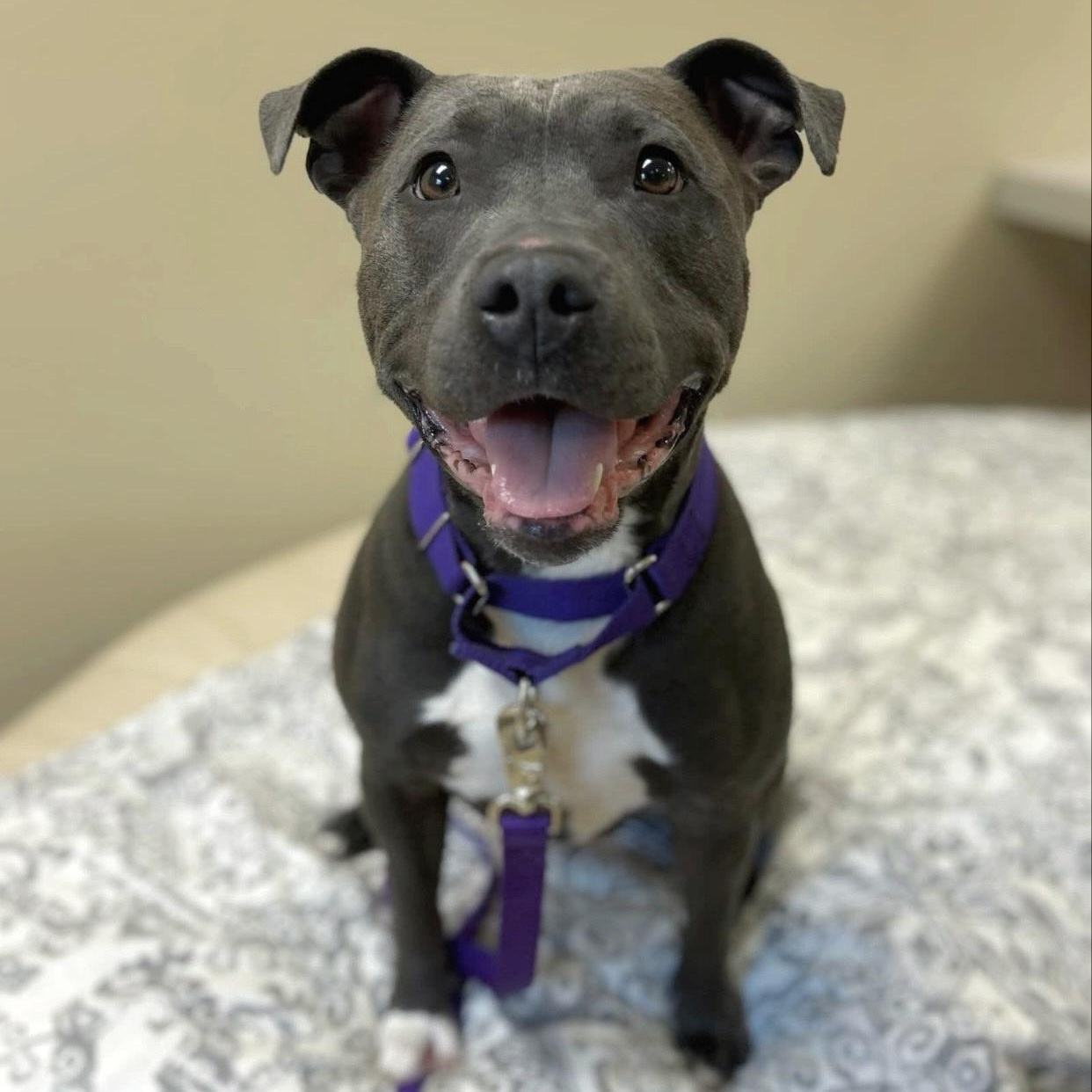 Ella, a Adoptable Pit Bull Terrier in Myerstown, PA image 5/6