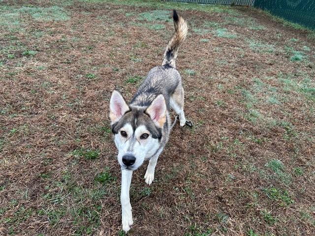 LITTLE FOOT, Adoptable, Young Female Siberian Husky.
