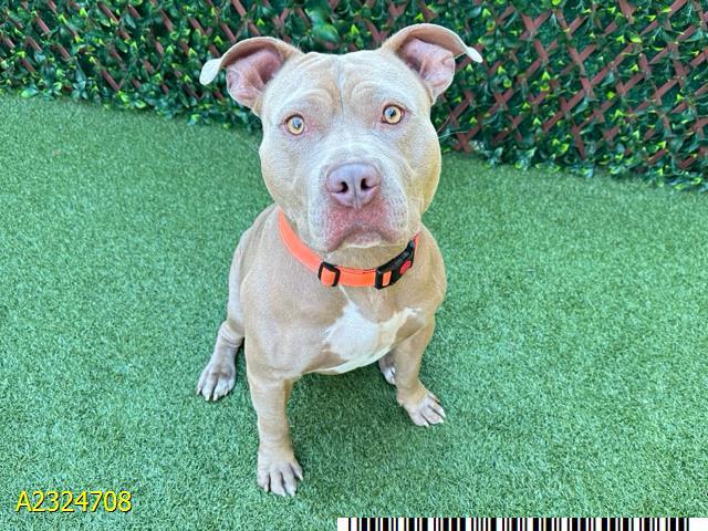 Enlarge HARDY, a Adoptable Mixed Breed in West Palm Beach, FL image 1/1