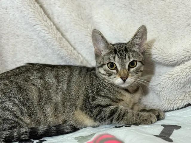 Enlarge Betty, a Adoptable Domestic Short Hair in North Babylon, NY image 1/6