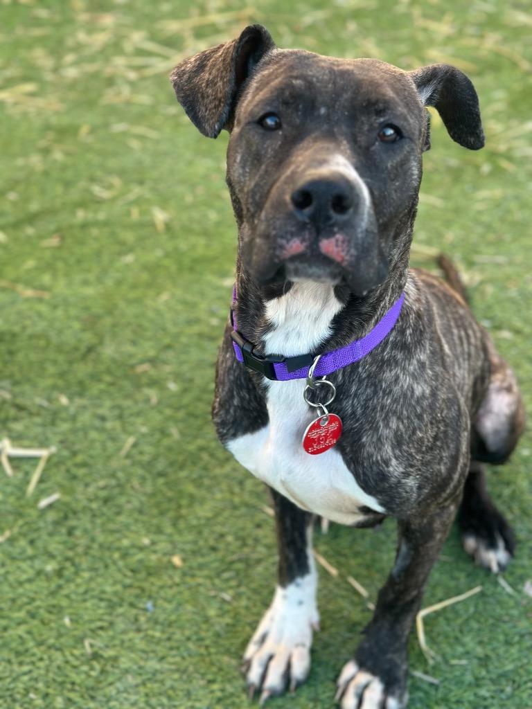 Casey, Adoptable, Young Female Mixed Breed.