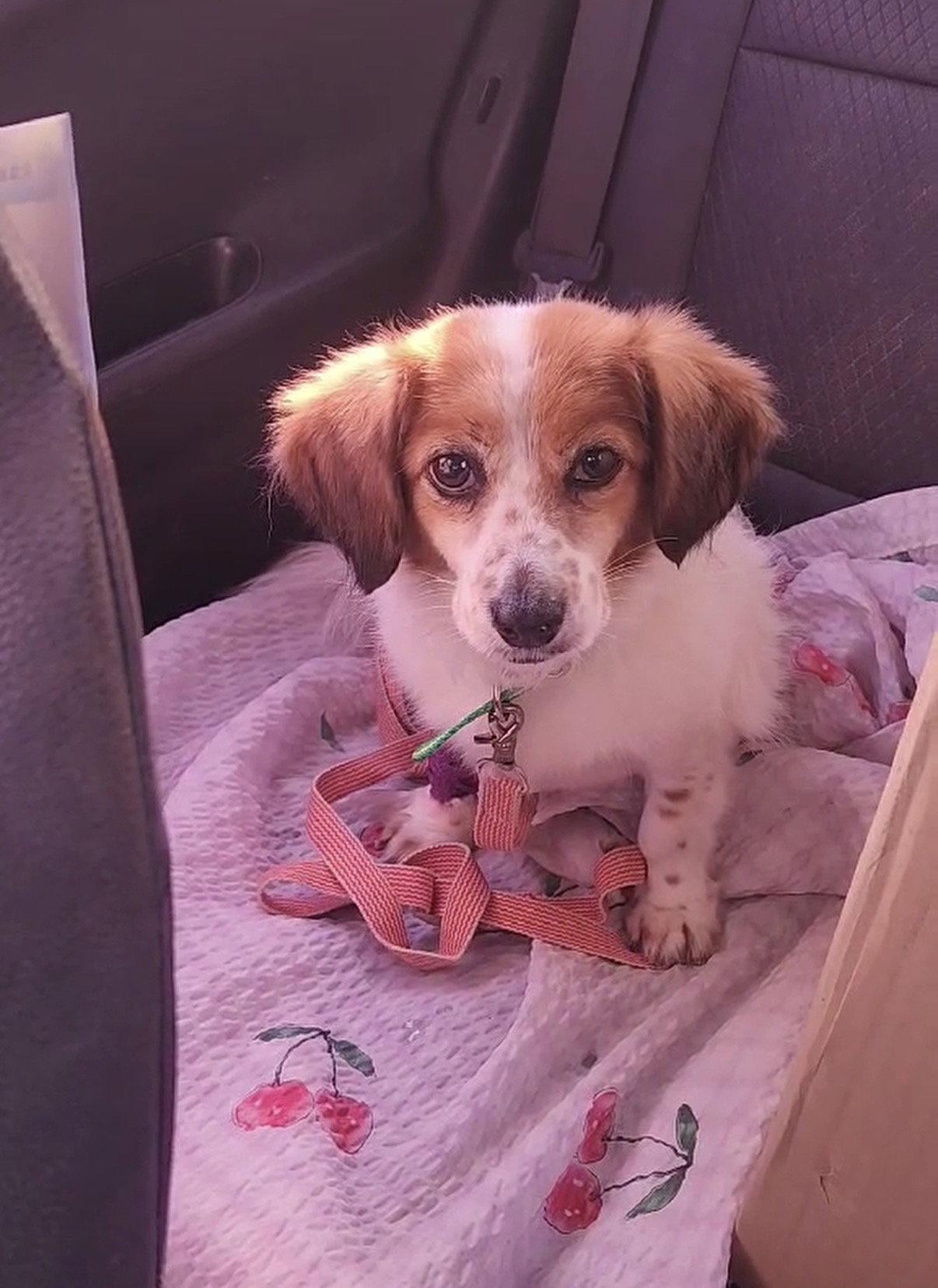 CHERRY, Adopted, Adult Female Cavalier King Charles Spaniel & Corgi.