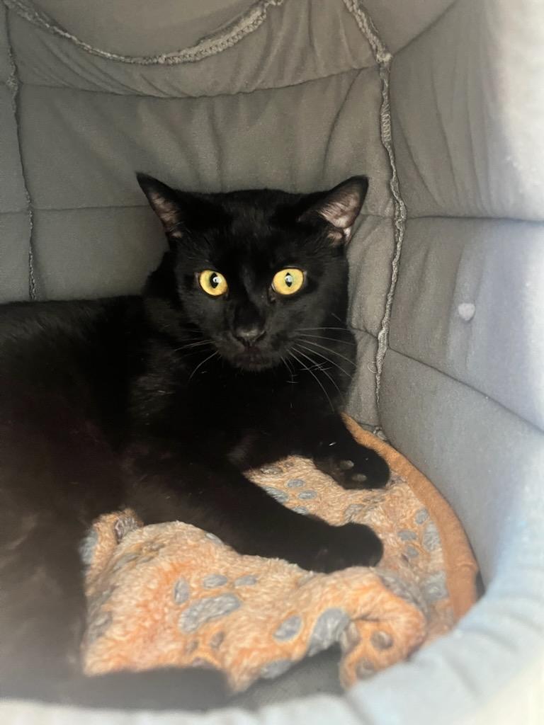 Enlarge Frontier (ID 49428/4076), an adopted Domestic Short Hair in Manassas, VA image 1/1