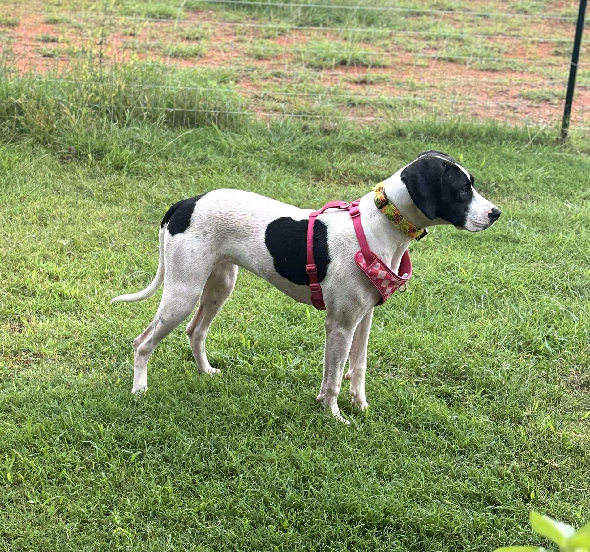 Lucy 3, a Adoptable Hound in Newcastle, OK image 1/3