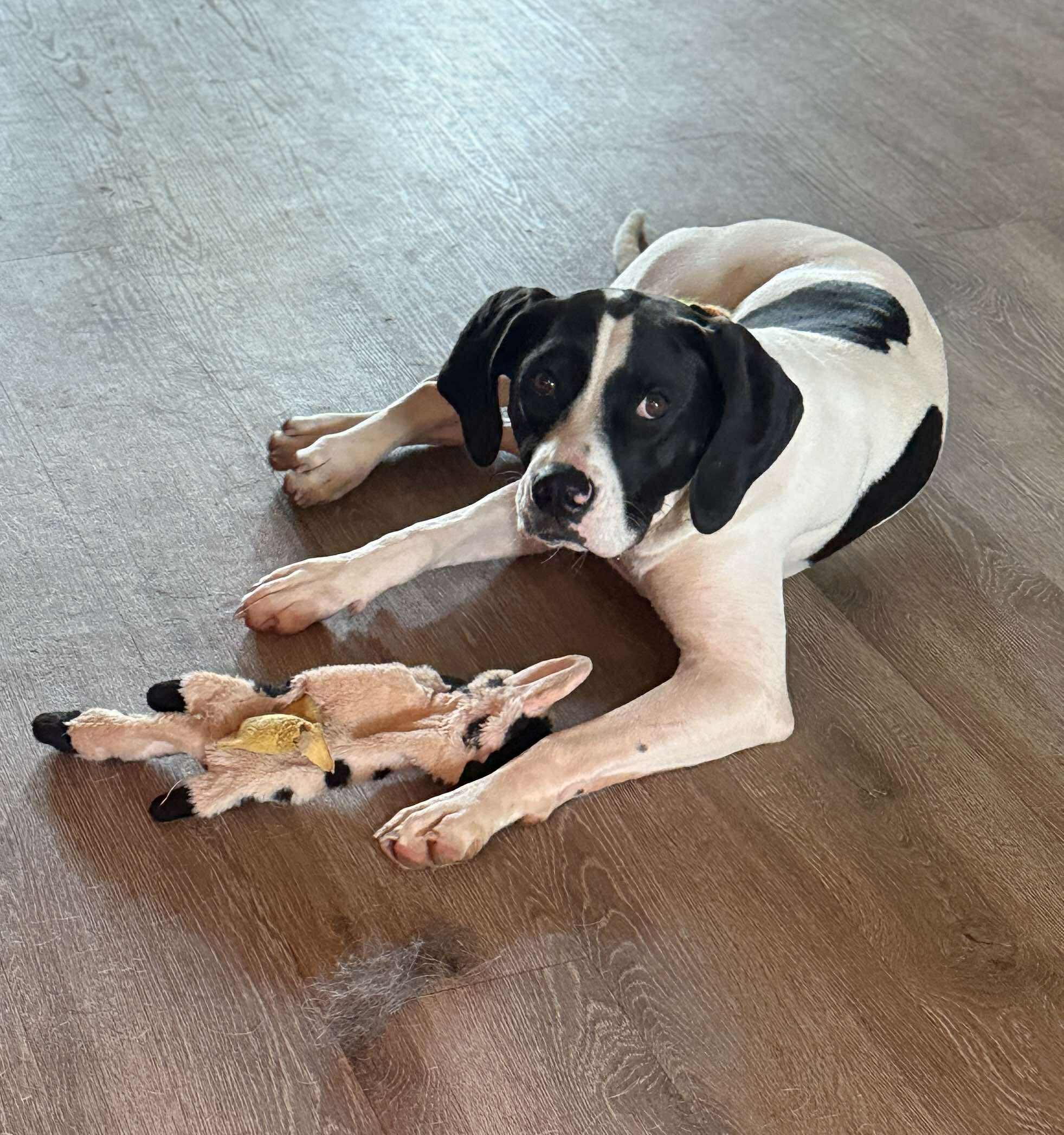 Lucy 3, a Adoptable Hound in Newcastle, OK image 2/3