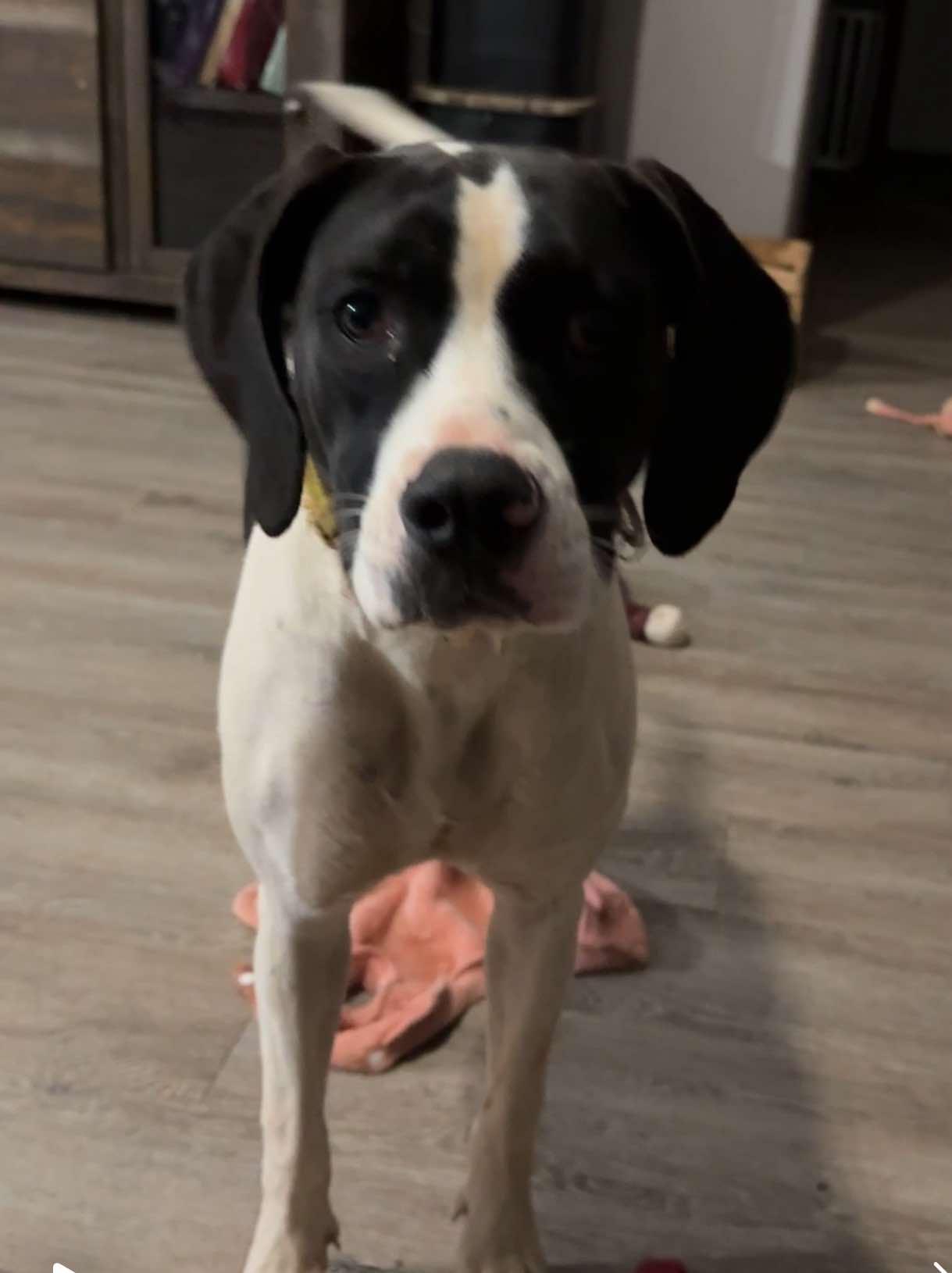 Lucy 3, a Adoptable Hound in Newcastle, OK image 3/3