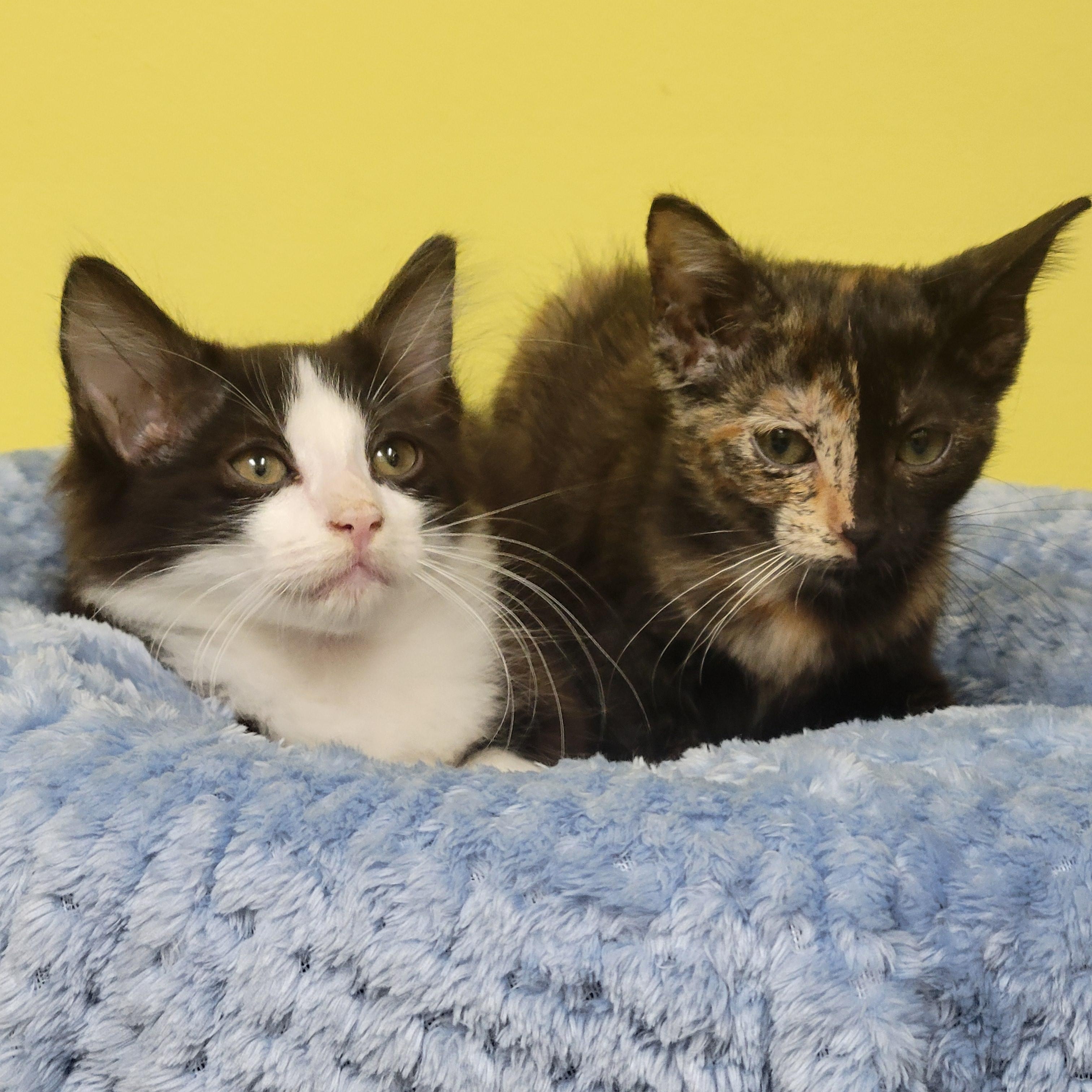 Farrah, an adopted Domestic Short Hair in Memphis, TN image 3/3