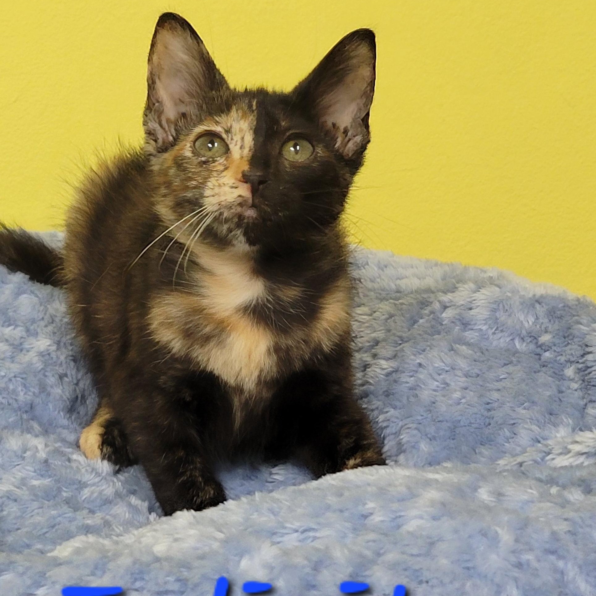 Farrah, adopted, Kitten Female Domestic Short Hair.