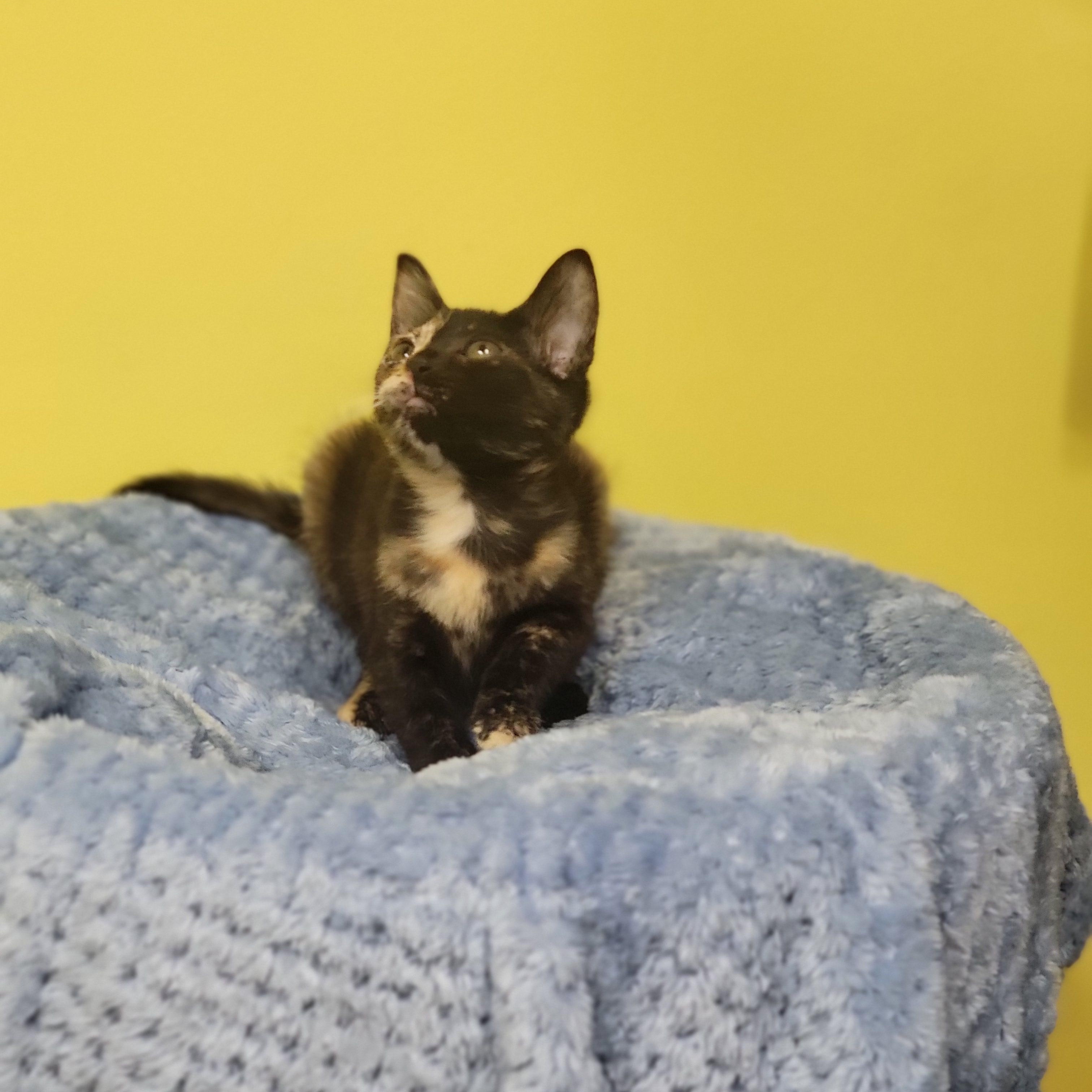 Farrah, an adopted Domestic Short Hair in Memphis, TN image 2/3