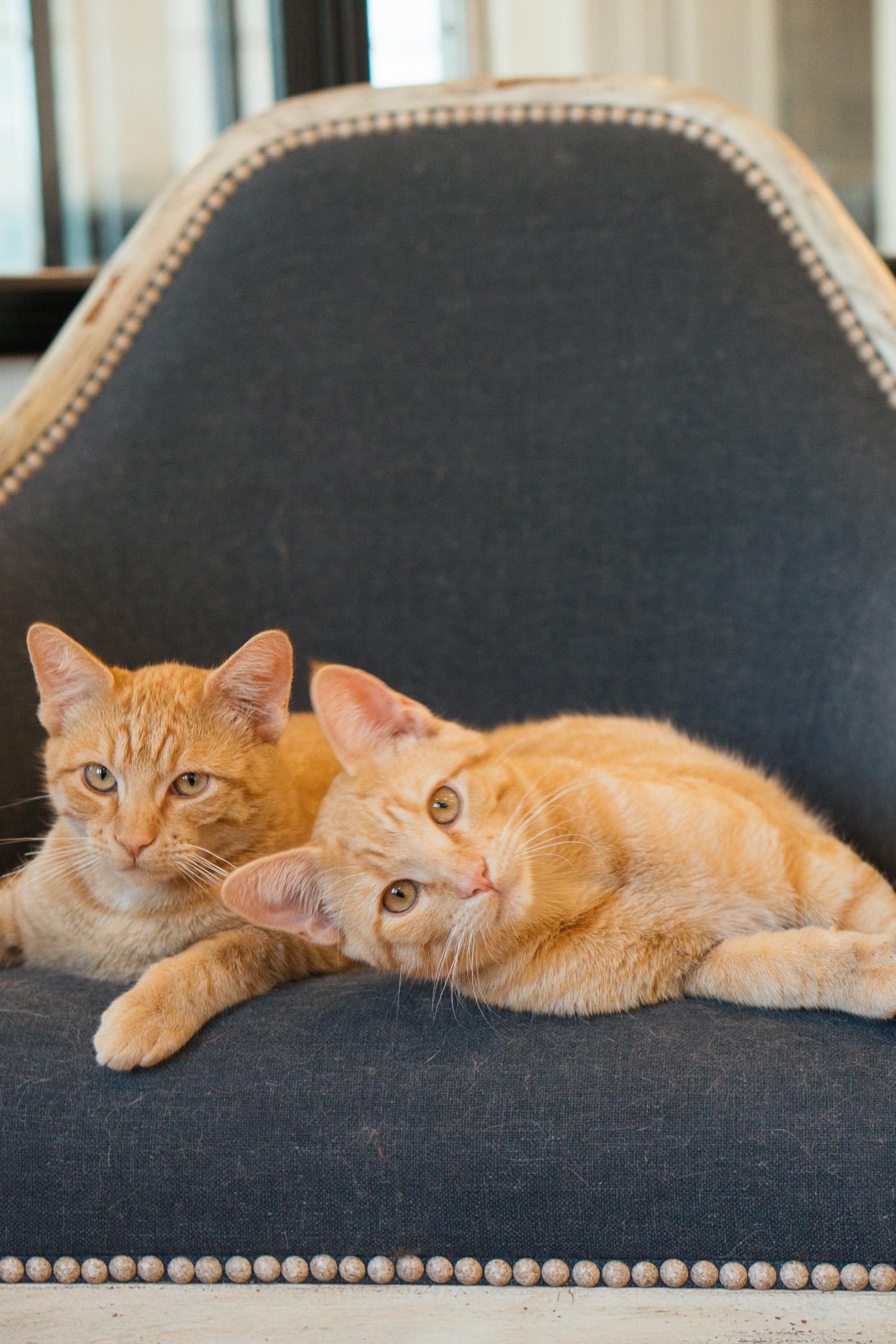 Tomater (right)