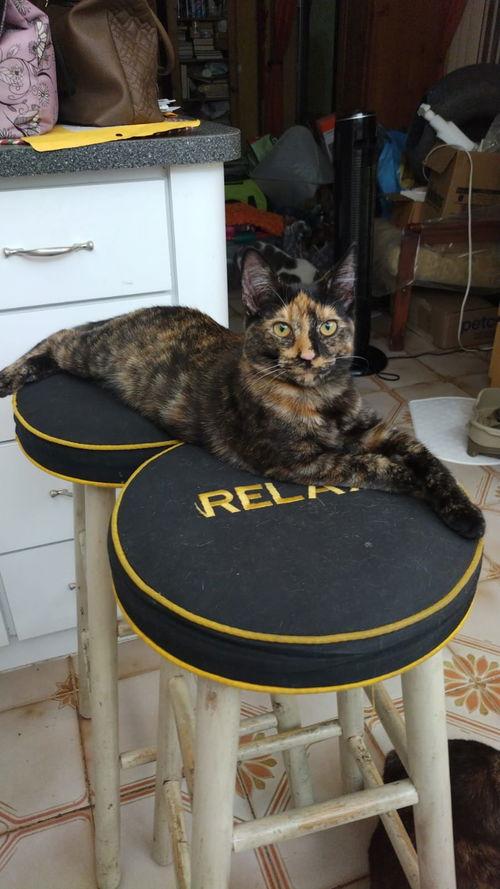 COURTESY POST: Pixie