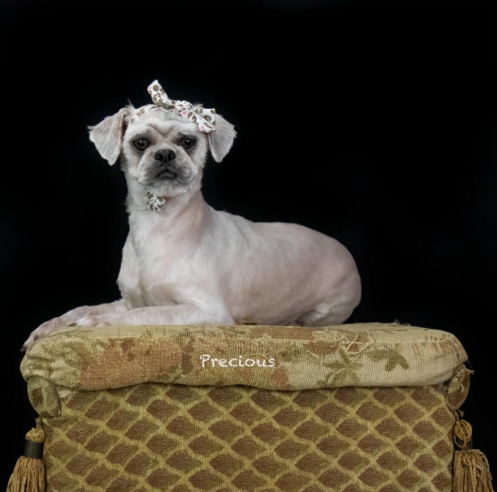 Precious, Adoptable, Adult Female Shih Tzu.