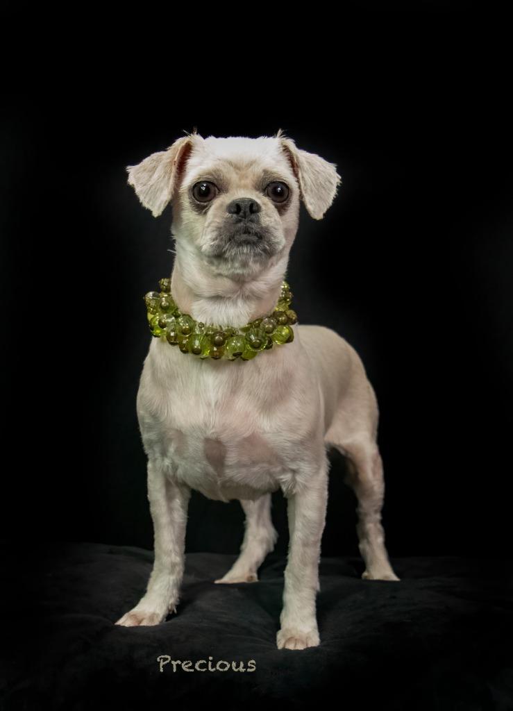 Enlarge Precious, a Adoptable Shih Tzu in Hot Springs Village, AR image 2/3