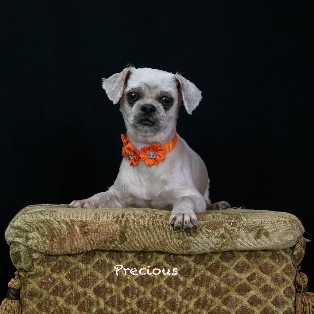 Enlarge Precious, a Adoptable Shih Tzu in Hot Springs Village, AR image 3/3