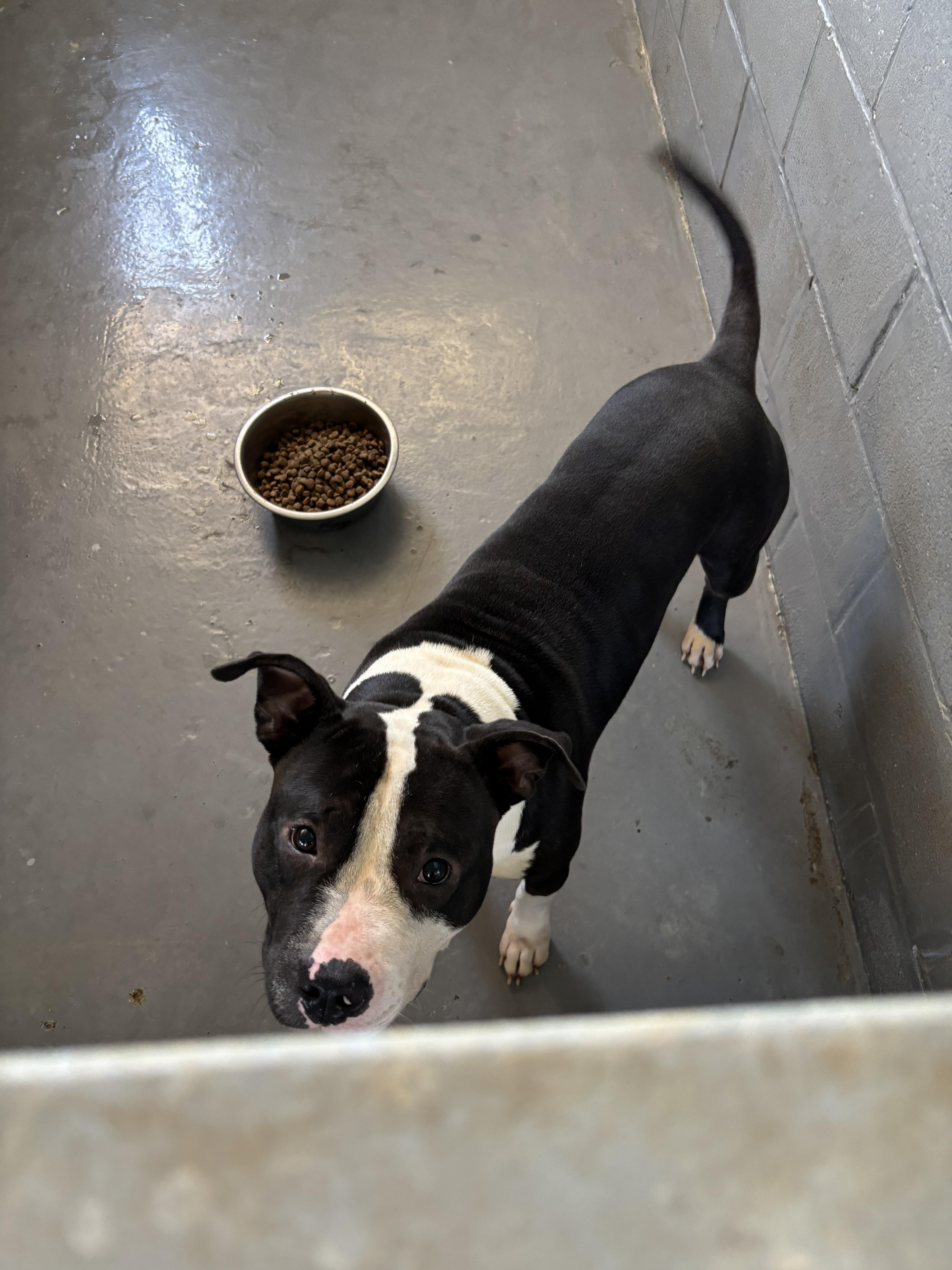 Enlarge Maddox, a ADOPTABLE American Staffordshire Terrier in Edna, TX image 1/1