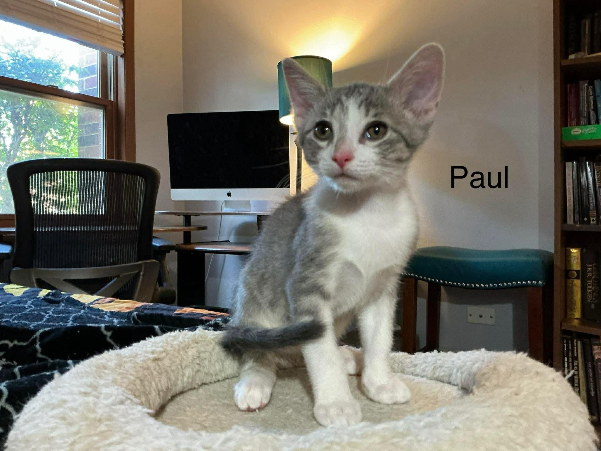 Paul, a Adoptable Domestic Short Hair in Crystal Lake, IL image 1/3