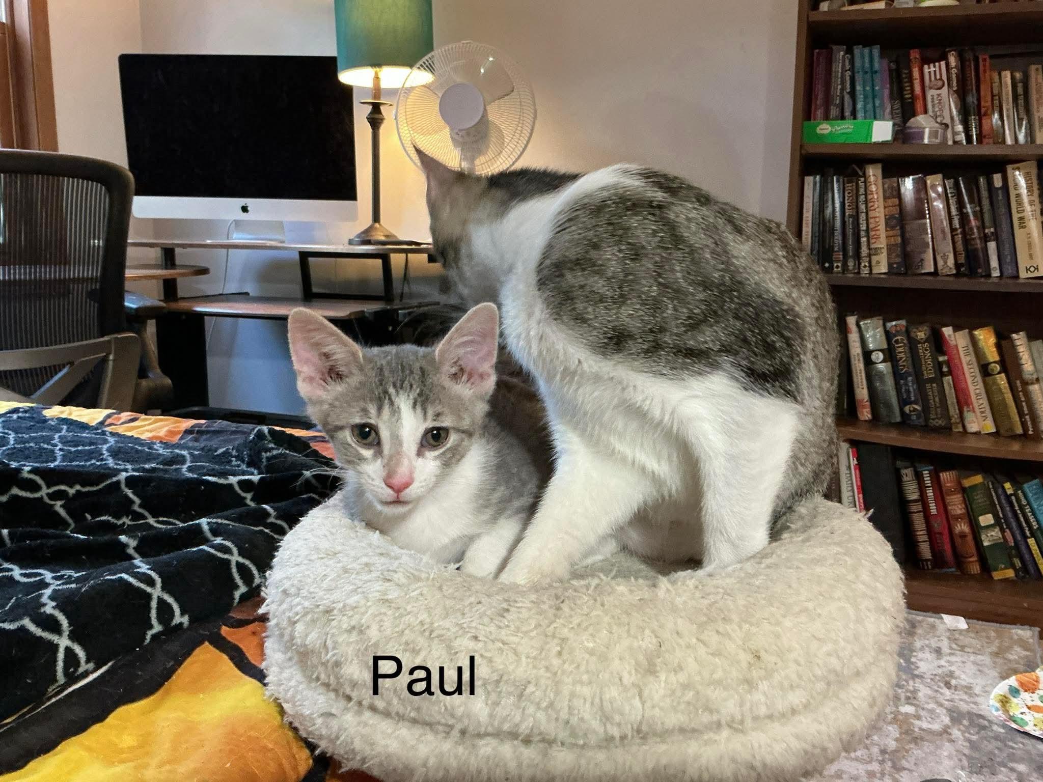 Paul, a Adoptable Domestic Short Hair in Crystal Lake, IL image 3/3