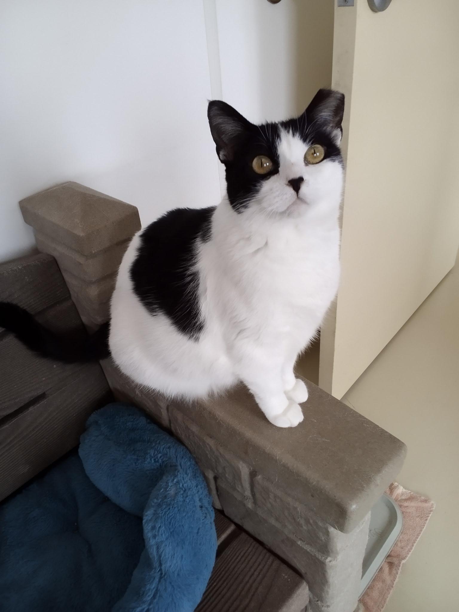 Paris, Adoptable, Adult Female American Shorthair.