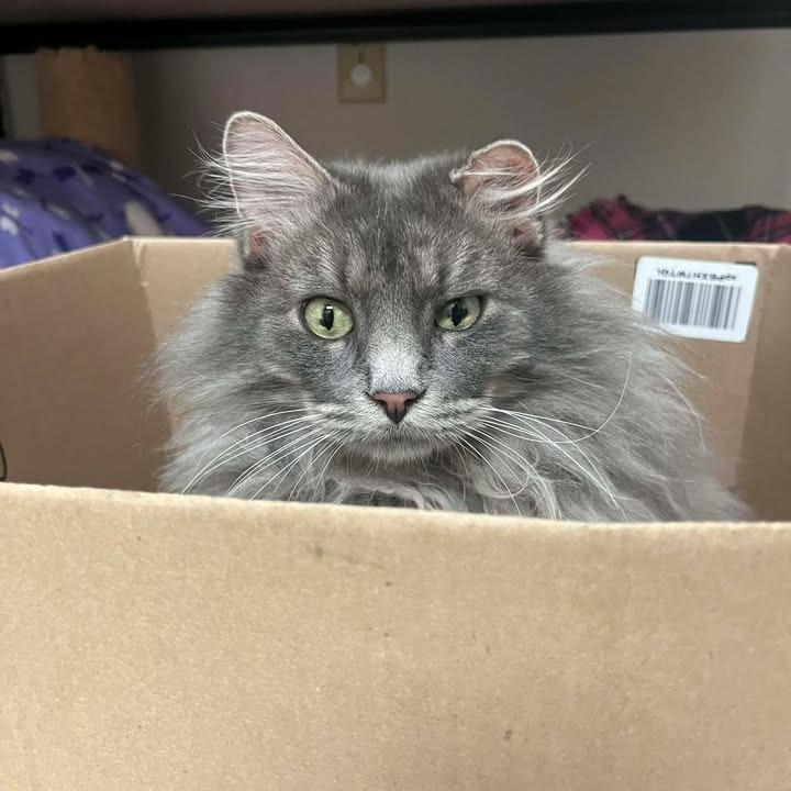 Sneezy, Adoptable, Adult Male Domestic Long Hair.