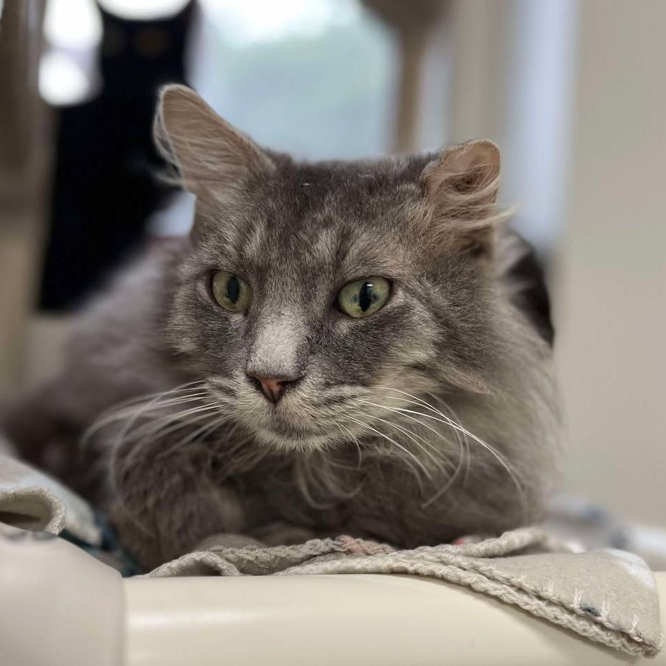 Enlarge Sneezy, a Adoptable Domestic Long Hair in Milan, IL image 2/2