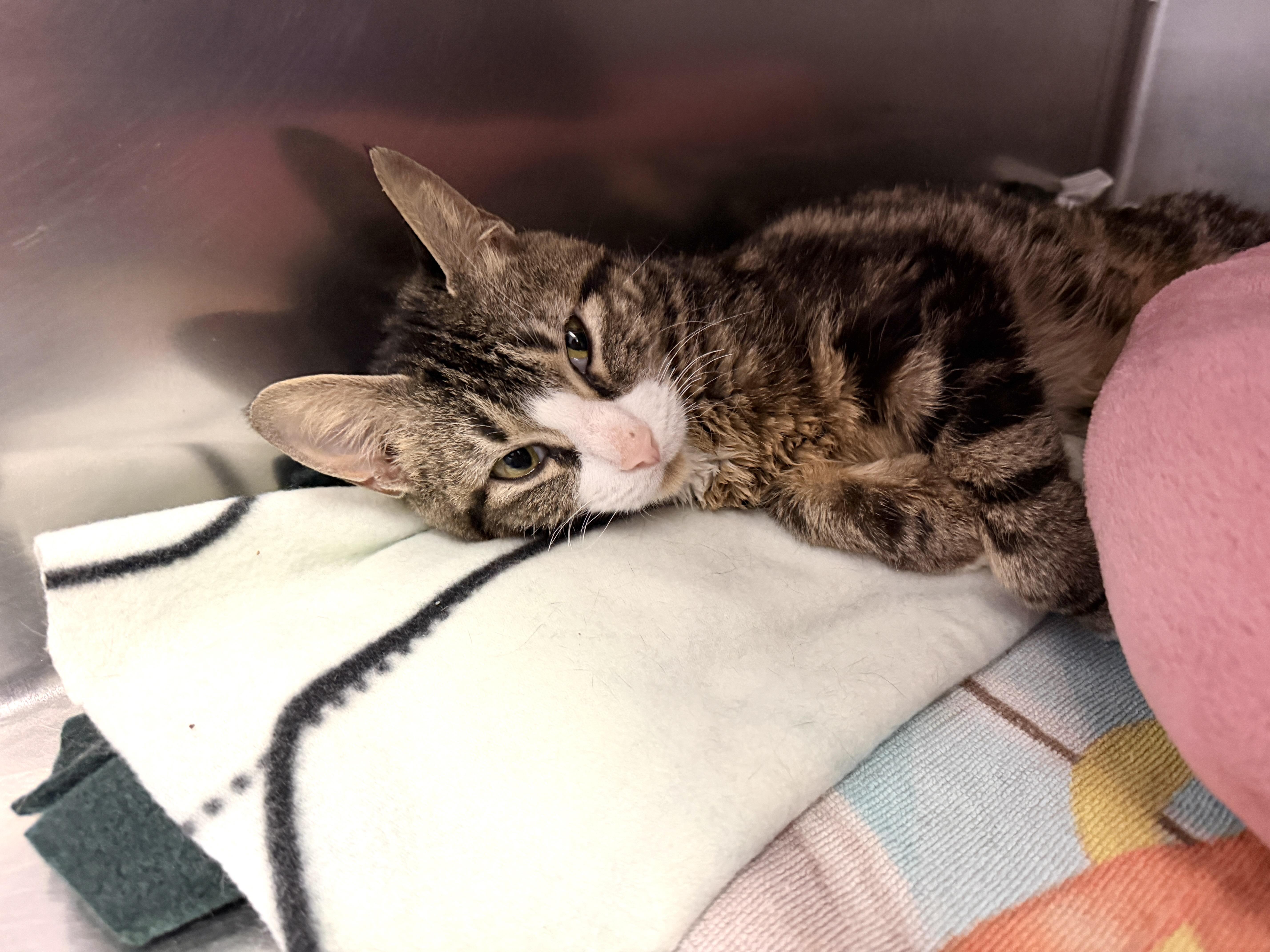 Amanda, adopted, Young Female Domestic Short Hair.