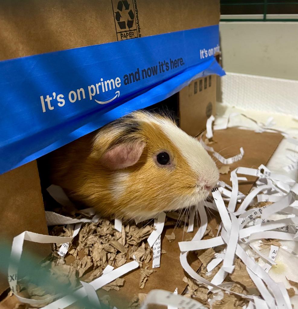 Enlarge Toffee, a Adoptable Guinea Pig in Libertyville, IL image 1/6