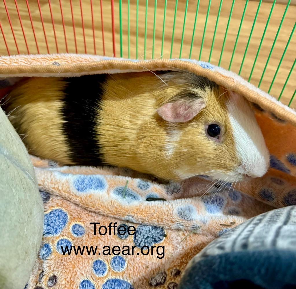 Toffee, a Adoptable Guinea Pig image 2/6