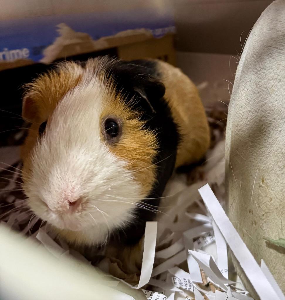 Toffee, a Adoptable Guinea Pig image 3/6