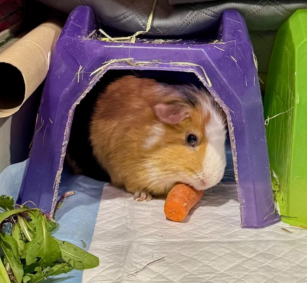 Toffee, a Adoptable Guinea Pig image 4/6