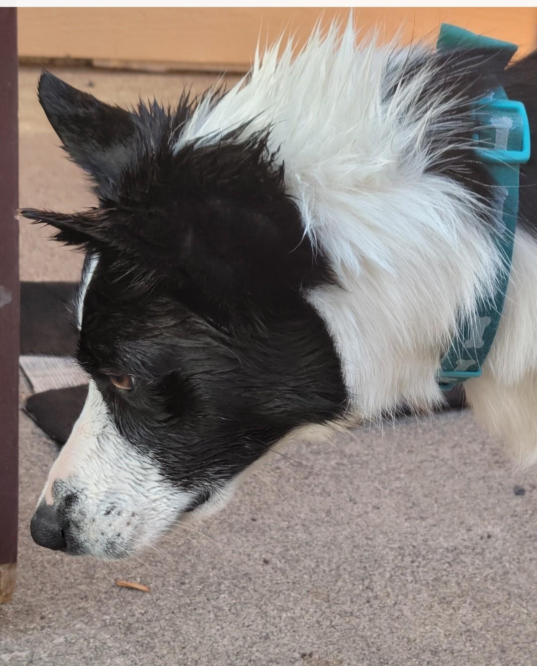 Enlarge Gennie, a ADOPTABLE Border Collie in Bend, OR image 3/3