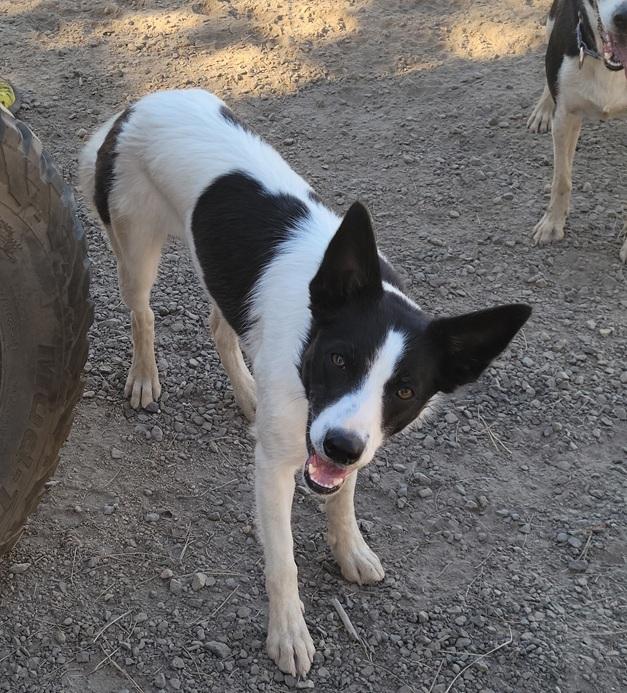Gennie, ADOPTABLE, Young Female Border Collie.
