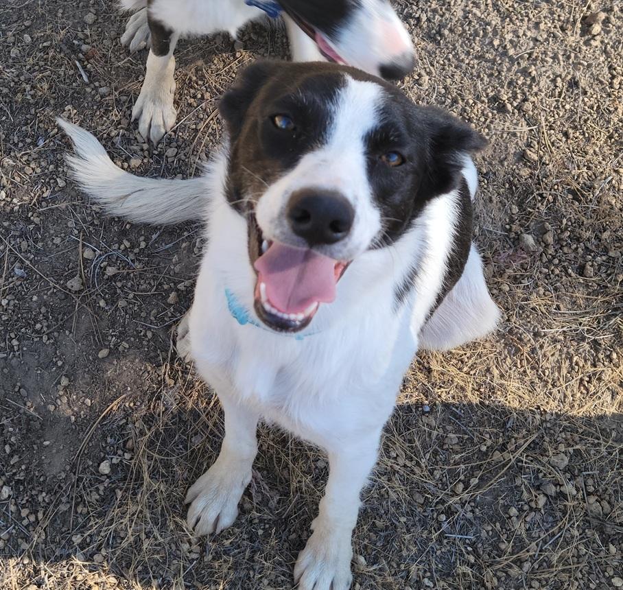 Enlarge Gennie, a ADOPTABLE Border Collie in Bend, OR image 2/3