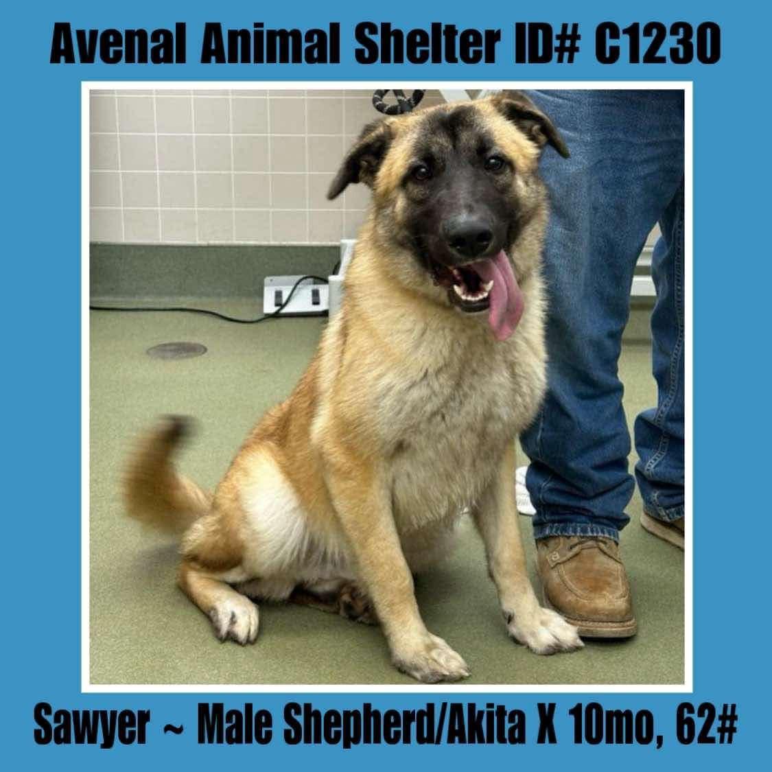 Sawyer, Adult Male unknown