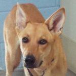 Surprise, a Adoptable mixed breed in Green Valley, AZ image 1/10